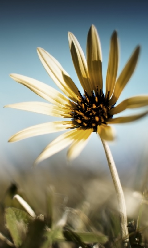 Летний цветок на солнце обои