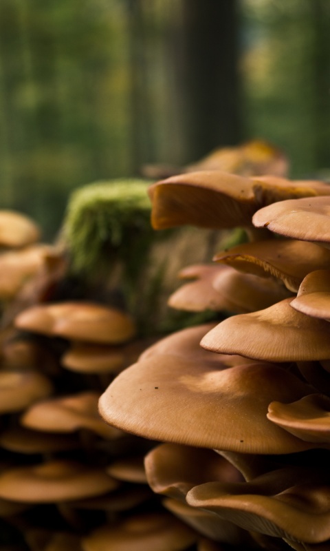 Лесные грибы на пне обои