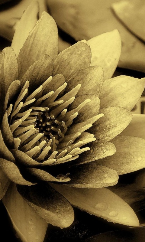 Кувшинка обои