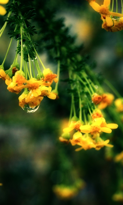 Жёлтые цветочки на ветке обои