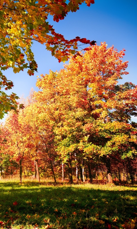 Осень в лесу обои