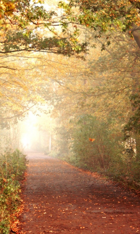 Парковая дорожка обои