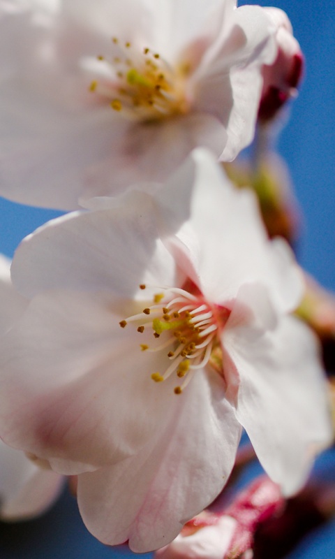 Нежные белые цветы обои