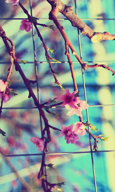 Ветка за сеткой обои