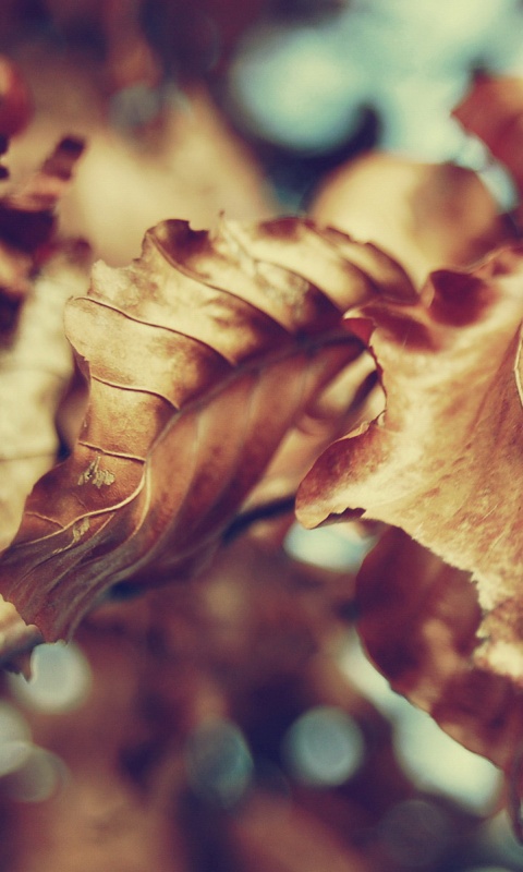 Засохший лист обои