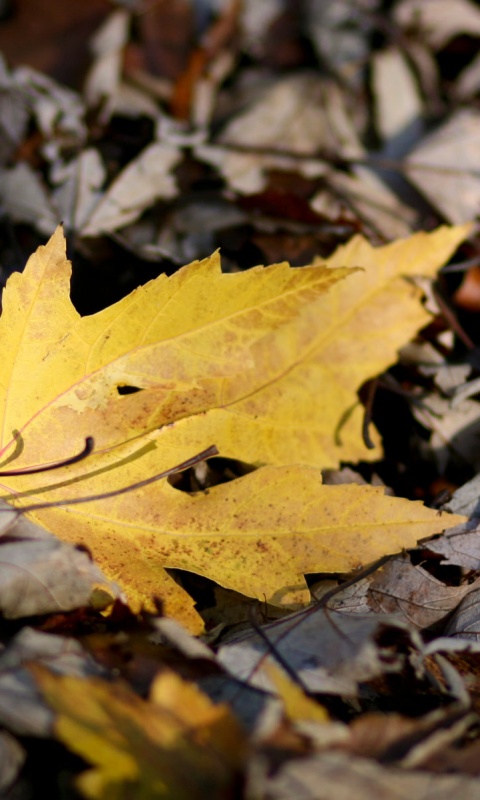 Мёртвая листва обои