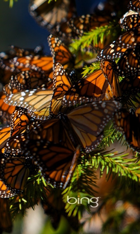 Бабочки облепили ёлку обои