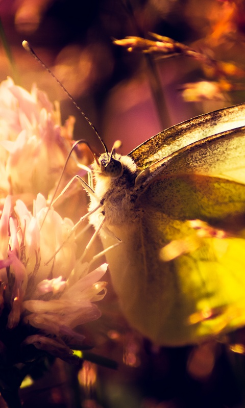 Бабочка на цветке обои