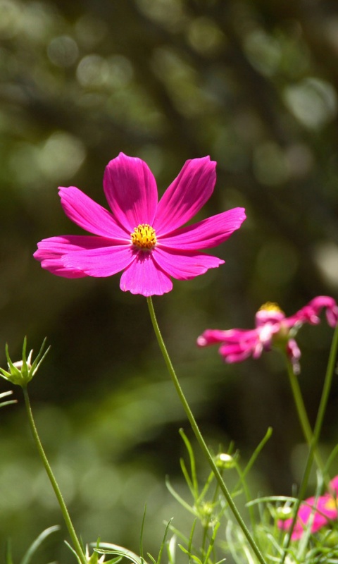 Белые и розовые цветочки обои