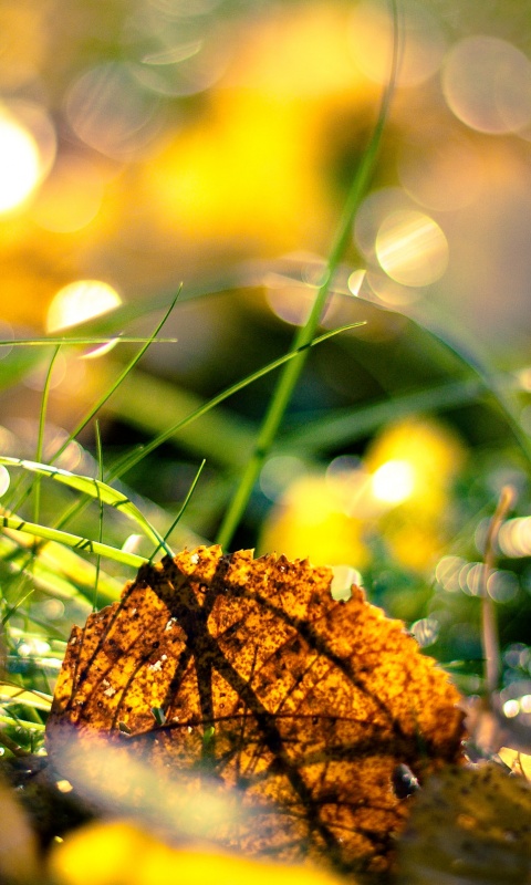 Опавший лист в траве обои