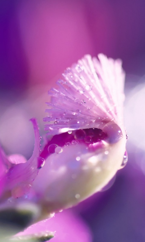Капли на лиловом цветке обои
