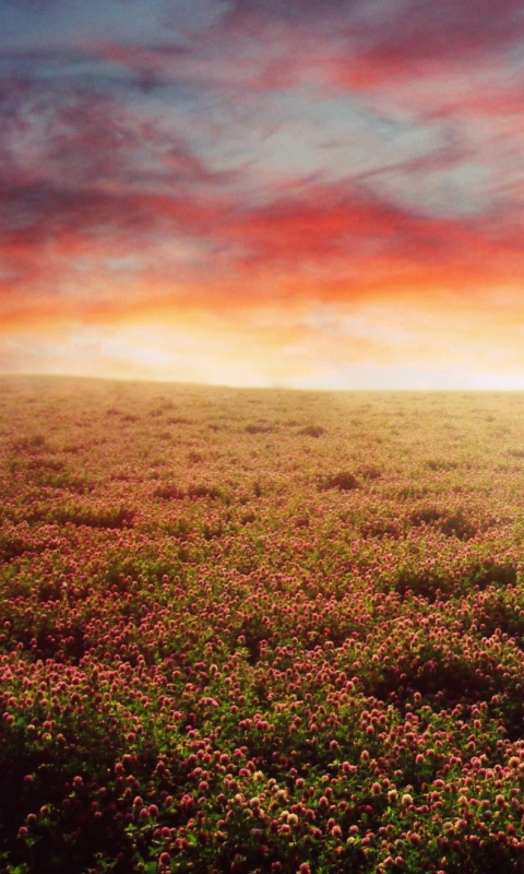 Закатное небо над цветочным полем обои