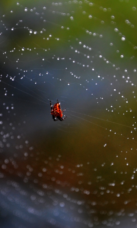 Паук на паутине обои