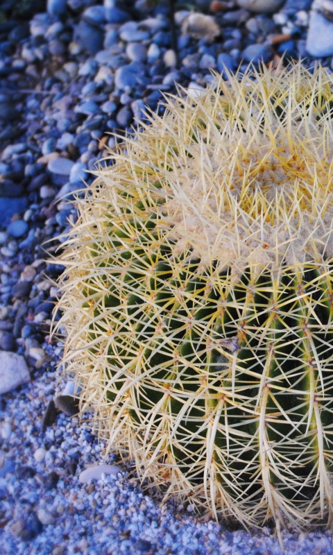 Круглый кактус обои