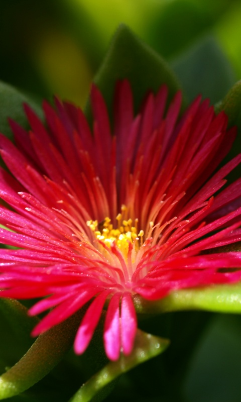 Чудесный цветок обои