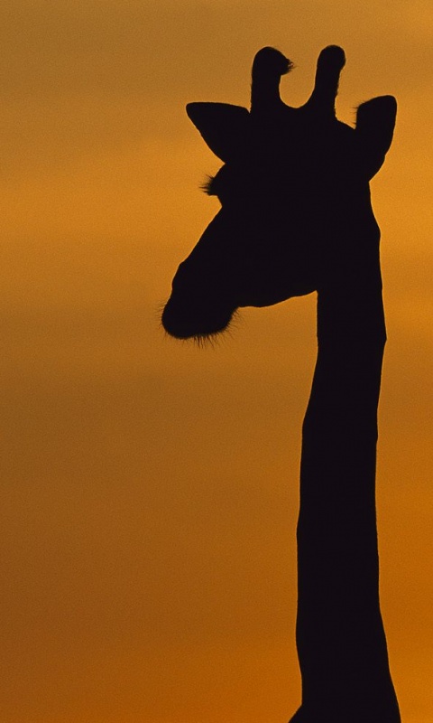 Три силуэта жирафов на фоне неба обои