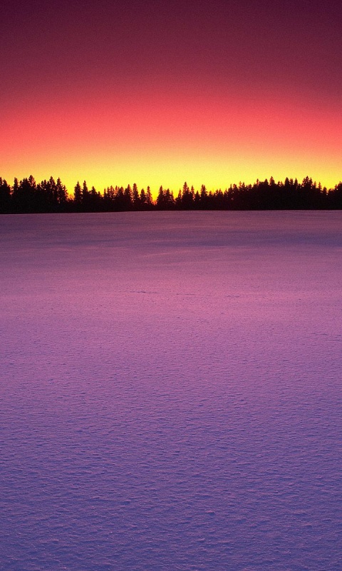 Восход над заснеженным лесом обои