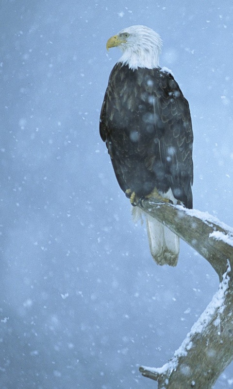 Орлы на ветке в снегопад обои