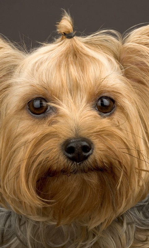 Йоркширский терьер обои