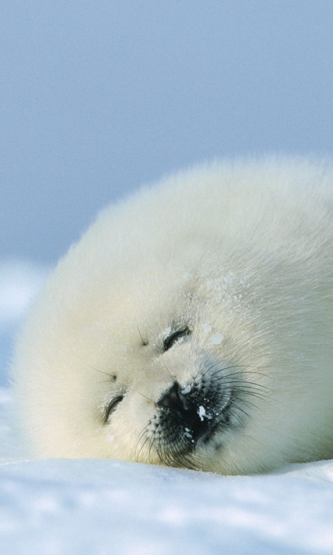 Гренландский тюлень обои
