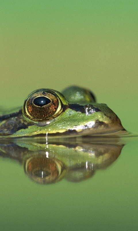 Лягушка обои
