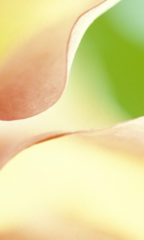 Оттенки природы обои