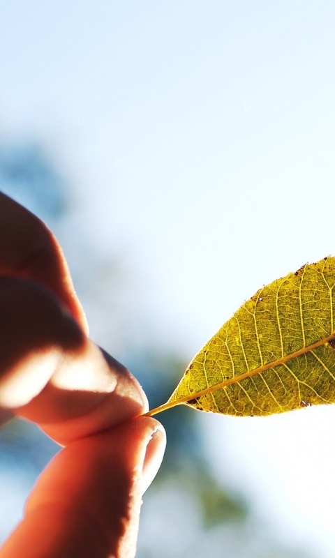 Листик в пальцах обои