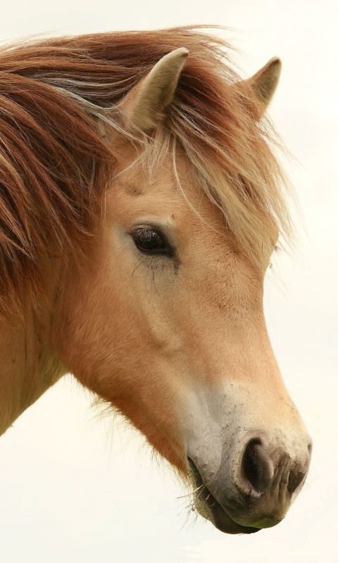 Гривастый конь обои