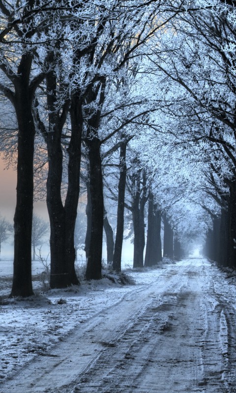 Морозное утро обои