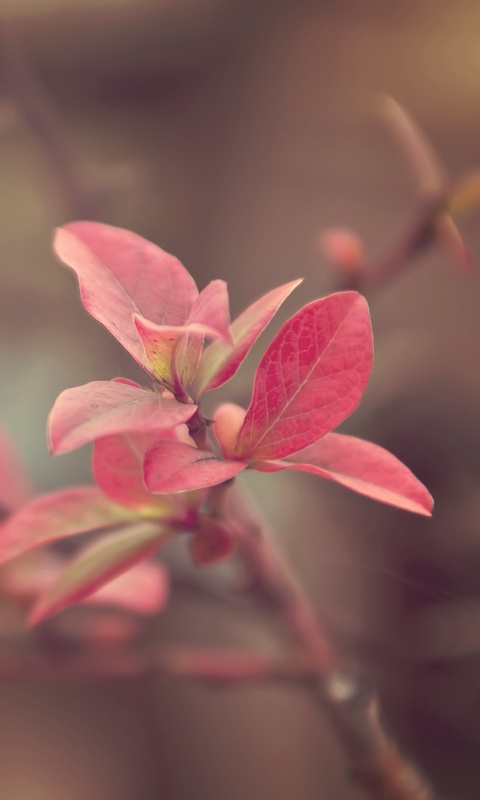 Красные листья на ветке обои