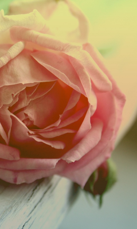 Бутон нежной розы обои