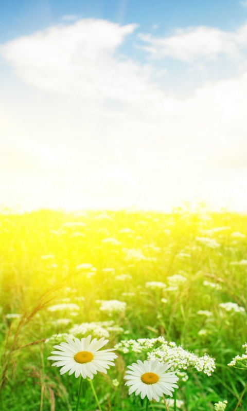 Поле ромашек обои