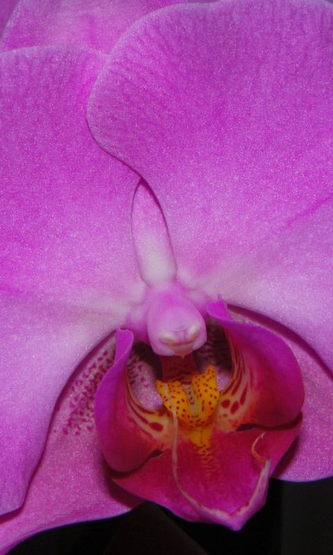 Фиолетовая орхидея обои