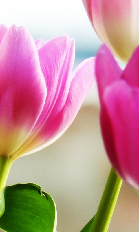 Тюльпаны обои