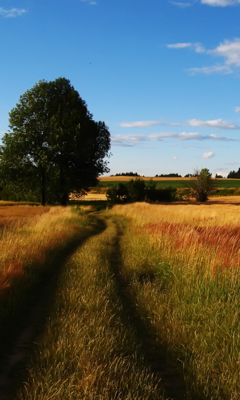 Колея в поле обои