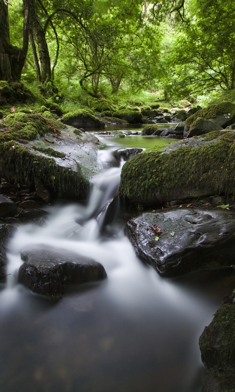 Речной поток в лесу обои