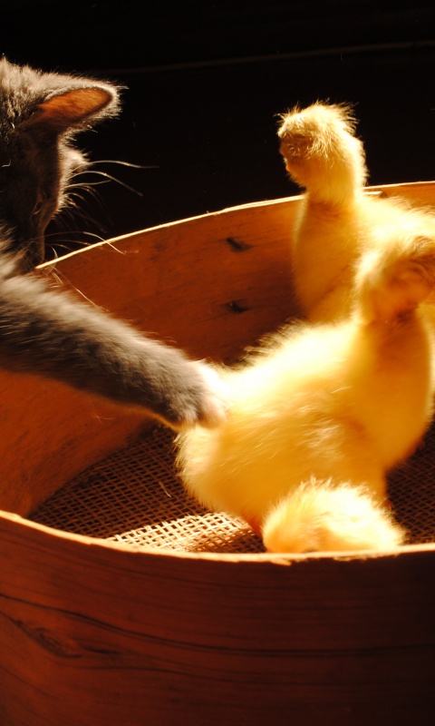 Котенок играет с утятами обои