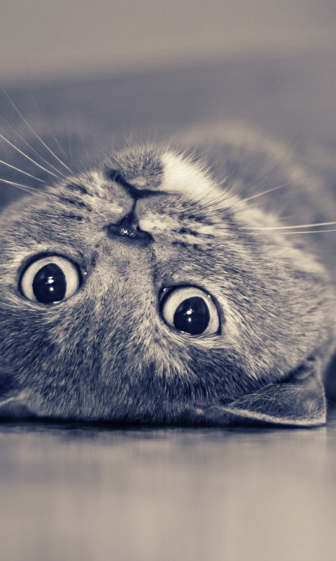 Кот британец обои