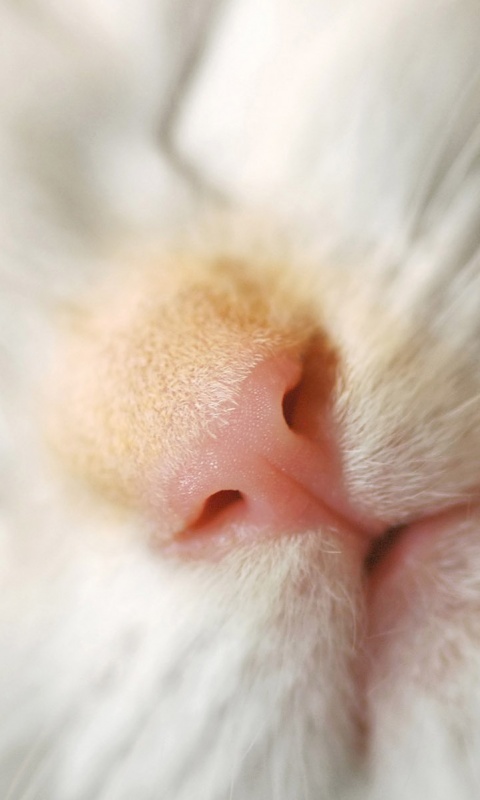 Кошачья мордочка обои