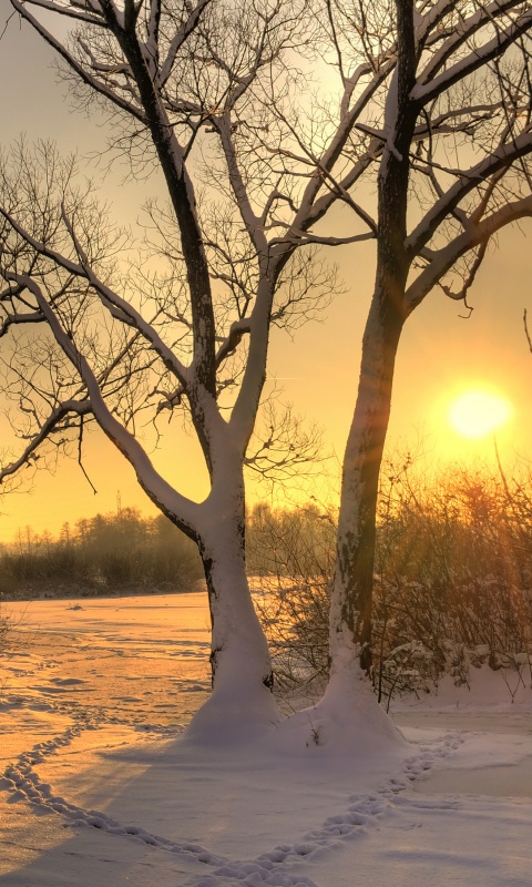 Солнечный свет в зимнем лесу обои