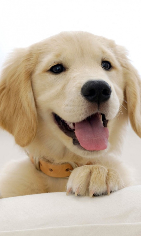 Щенок голден ретривера обои