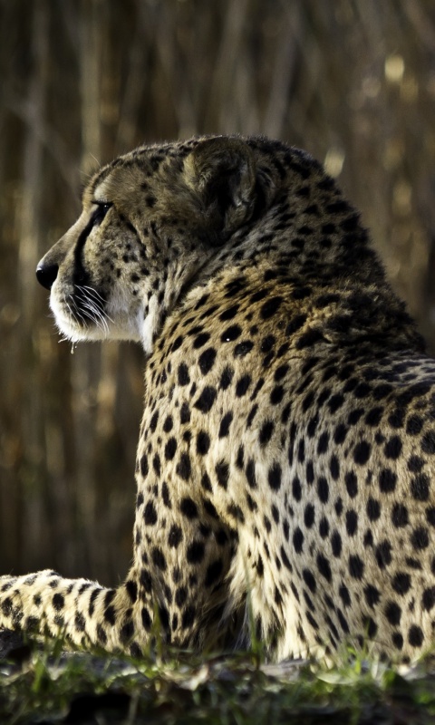 Гепард обои