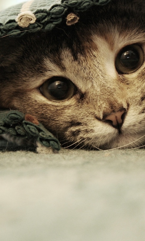 Кот под ковриком обои