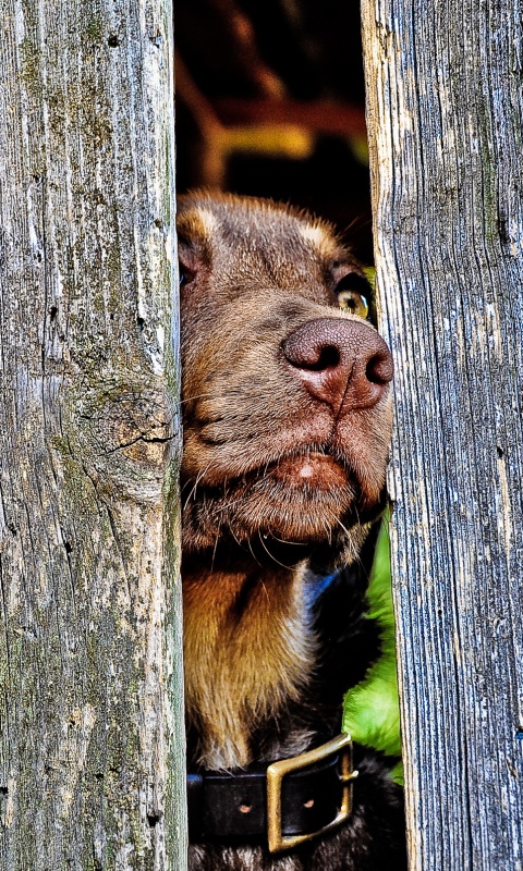 Собака выглядывает из-за забора обои
