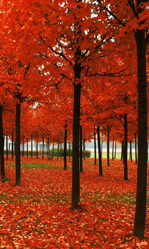 Скачать бесплатно осень обои