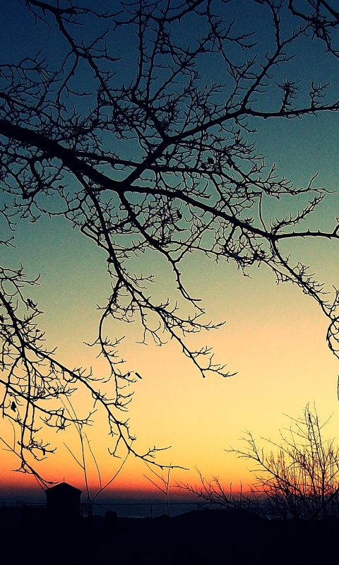 Закат сквозь ветки деревьев обои