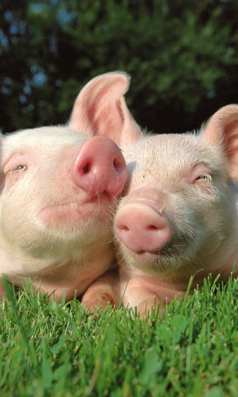 Два поросёнка обои