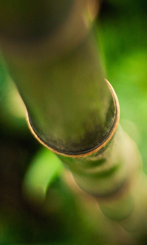 Бабмук растет обои