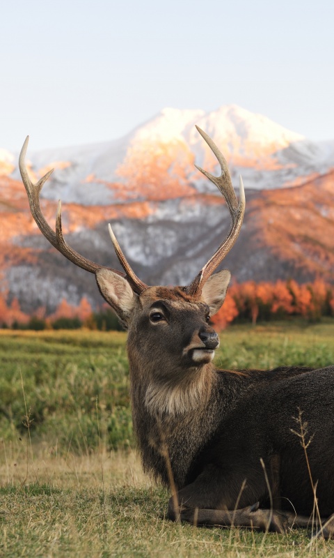 Олень отдыхает в предгорьях обои