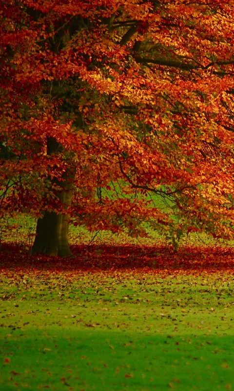 Пожелтевшее дерево с облетающей листвой обои